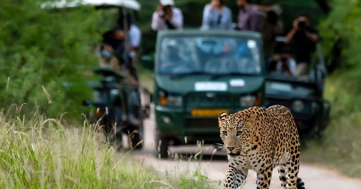 Jaipur To Have 3 Leopard Safaris, National Media