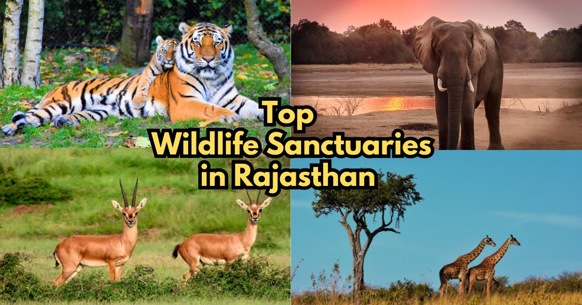 Wildlife Sanctuaries In Rajasthan, National Media